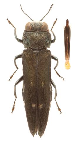 Réf. 336 536 : Agrilus ater